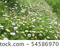 Flowering of daisies. Oxeye daisy, Leucanthemum 54586970