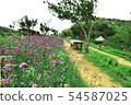 Violet verbena flowers on blurred background and m 54587025