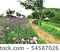 Violet verbena flowers on blurred background and m 54587026