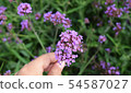 Violet verbena flowers on blurred background and m 54587027