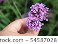 Violet verbena flowers on blurred background and m 54587028