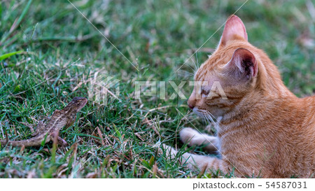 Stray cat and lizard 54587031