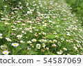 Flowering of daisies. Oxeye daisy, Leucanthemum vu 54587069