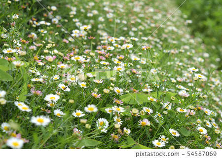 Flowering of daisies. Oxeye daisy, Leucanthemum vu Flowering of daisies. Oxeye daisy, Leucanthemum vu 54587069