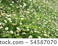 Flowering of daisies. Oxeye daisy, Leucanthemum vu 54587070