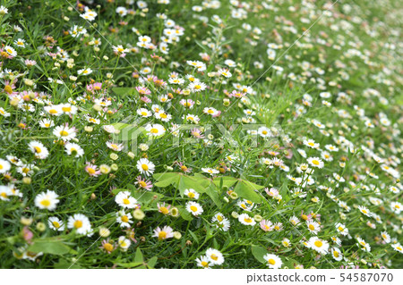 Flowering of daisies. Oxeye daisy, Leucanthemum vu 54587070