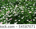 Flowering of daisies. Oxeye daisy, Leucanthemum vu 54587071
