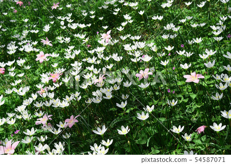 Flowering of daisies. Oxeye daisy, Leucanthemum vu Flowering of daisies. Oxeye daisy, Leucanthemum vu 54587071