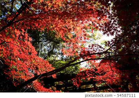 Autumn leaves spot of Saga Prefecture Kanzaki Autumn leaves spot of Saga Prefecture Kanzaki 54587111