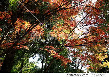 Autumn leaves spot of Saga Prefecture Kanzaki Autumn leaves spot of Saga Prefecture Kanzaki 54587288