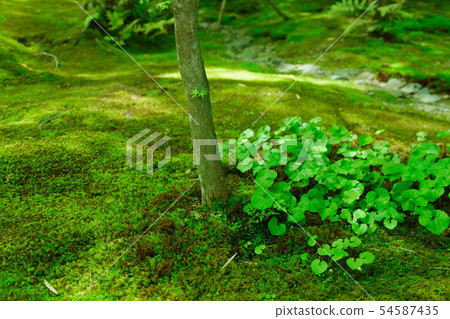 Hino Aoi Shionji Temple Futabahao Hino Aoi Shionji Temple Futabahao 54587435