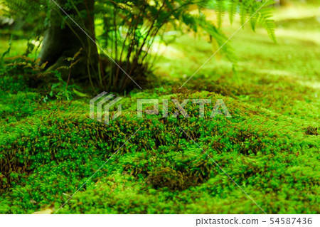 Chino Fresh green Shionji Temple Rose and fern 54587436