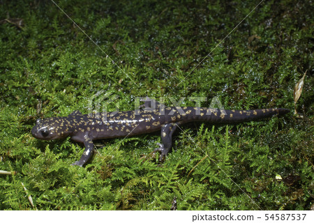 Hida Salamander Male 54587537