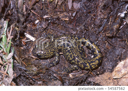 冬眠沙蠑螈 54587562