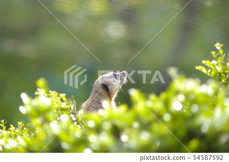 Jealous meerkat 54587592