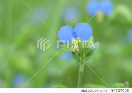 夏天花·Tsukayusa 夏天花·Tsukayusa 54587608