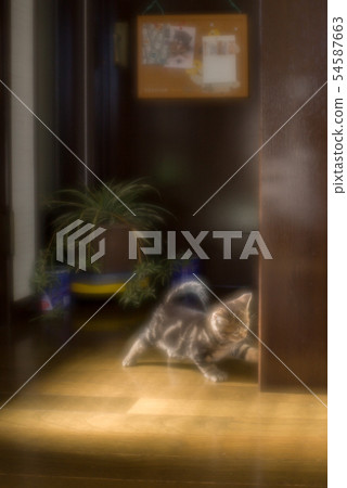 Curious kitten (American short hair) 54587663