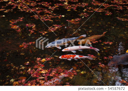 Mild carp Mild carp 54587672