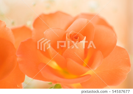 美麗的玫瑰 54587677