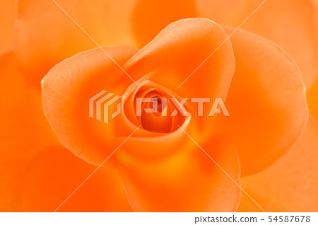 玫瑰花瓣 54587678