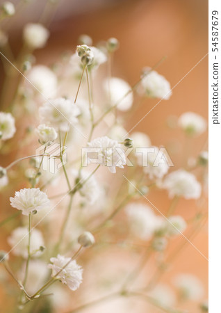 漂亮的吉普賽人 54587679