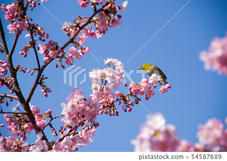 河津櫻花和mezzo 54587689