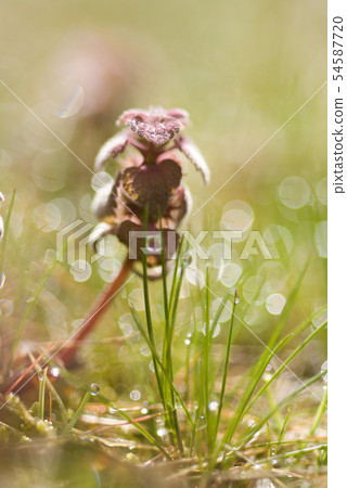 光中的cho魚 54587720