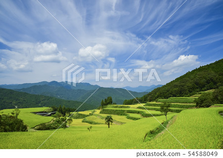 多雲早秋梯田 54588049