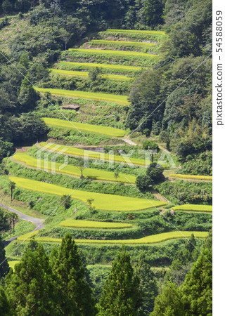 一個富有成效的水稻露台 54588059