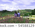 Verbena purple flowers on the background of mounta 54588129