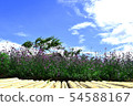 Violet verbena flowers on blurred background and m 54588167