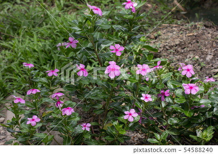 Pink Catharanthus roseus flower Pink Catharanthus roseus flower 54588240