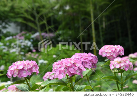 雨後的繡球和大陸寺廟花園 54588440