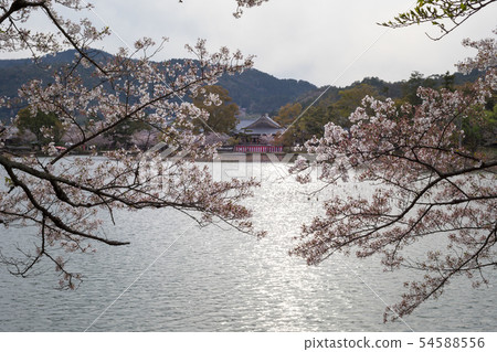 Cherry blossoms in full bloom in the five major halls and Osawa pond Cherry blossoms in full bloom in the five major halls and Osawa pond 54588556