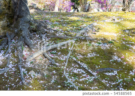 Ninna-ji Temple, Omuro Sakura's scattered floor 54588565