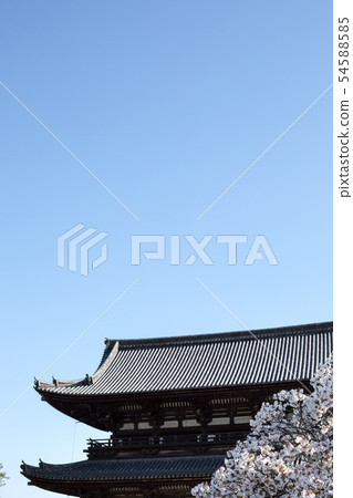 Ninna-ji Temple，Omuro-zakura和Niomon 54588585
