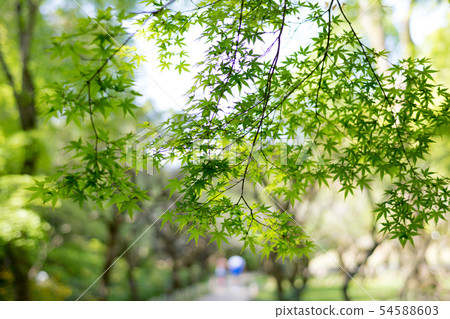 Kitano Tenmangu, fresh green of Odoi, promenade 54588603