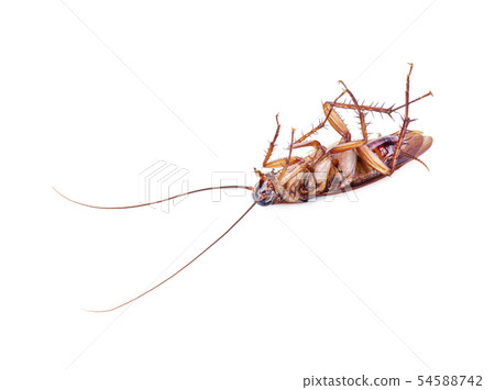 close-up cockroach isolated on white background. close-up cockroach isolated on white background. 54588742