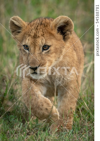 Lion cub crosses long grass lifting paw Lion cub crosses long grass lifting paw 54588781