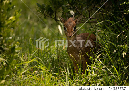 Kirk dik-dik in grass framed by bushes Kirk dik-dik in grass framed by bushes 54588787