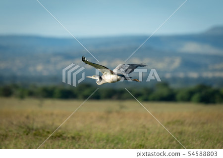 Black-headed heron flies over savannah in sunshine Black-headed heron flies over savannah in sunshine 54588803