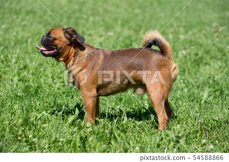 Petit brabancon puppy is standing on green grass. 54588866