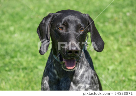 Norwegian sports mestizo. Sled dog. Pet animals. Norwegian sports mestizo. Sled dog. Pet animals. 54588871