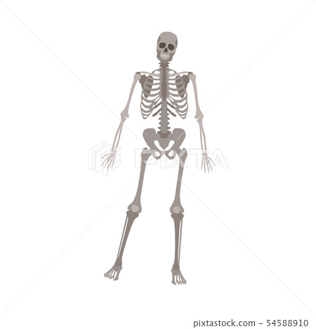 Grey skeleton standing on one leg, human anatomy model for medical science posing on front view 54588910