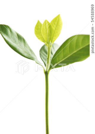 Sapling leaves on white background. Sapling leaves on white background. 54588969