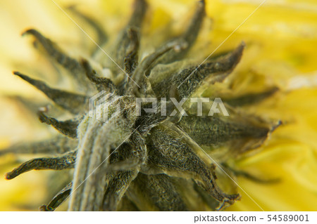Flowers withered, Chrysanthemum, Dendranthemum gra Flowers withered, Chrysanthemum, Dendranthemum gra 54589001