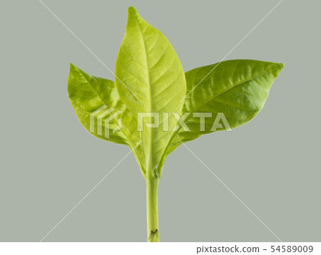 Leafy shoots, Leaves on gray background Leafy shoots, Leaves on gray background 54589009