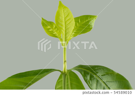 Leafy shoots, Leaves on gray background 54589010