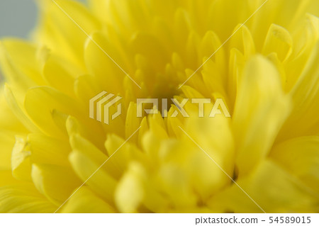 Chrysanthemum flower on white background close up Chrysanthemum flower on white background close up 54589015