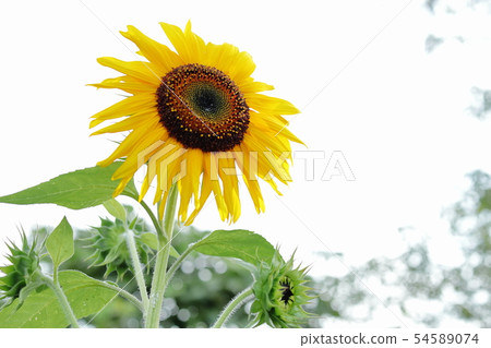 sunflower sunflower 54589074